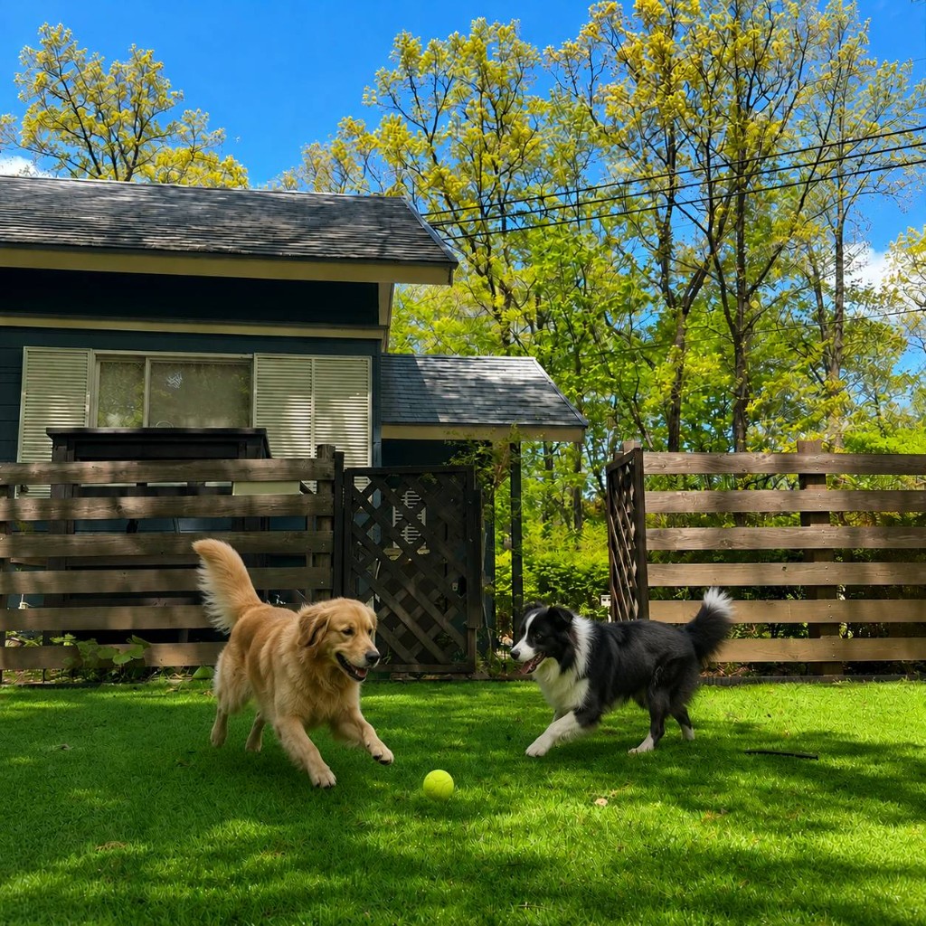 ドッグランへ向かう犬