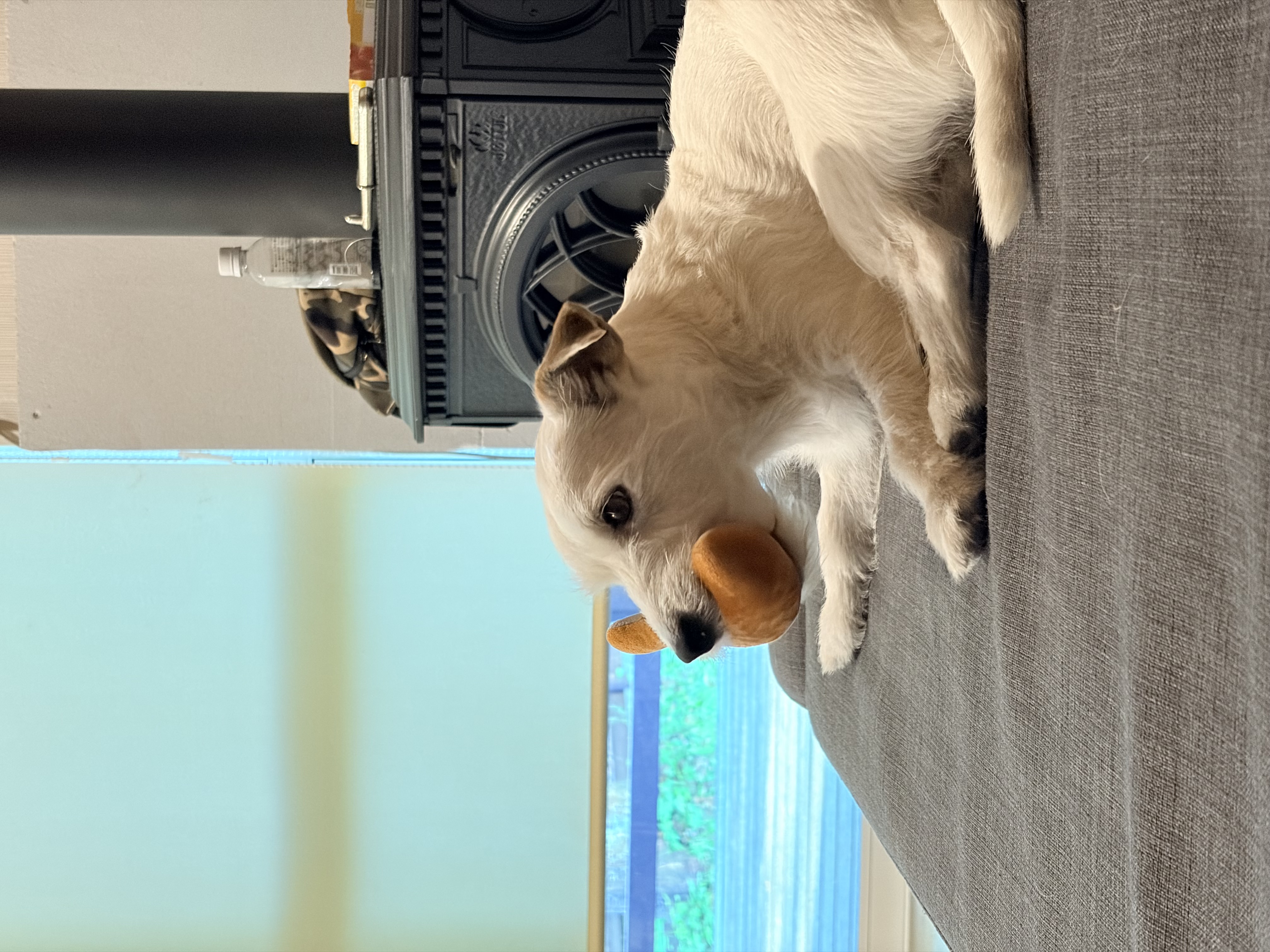 元気な柴犬