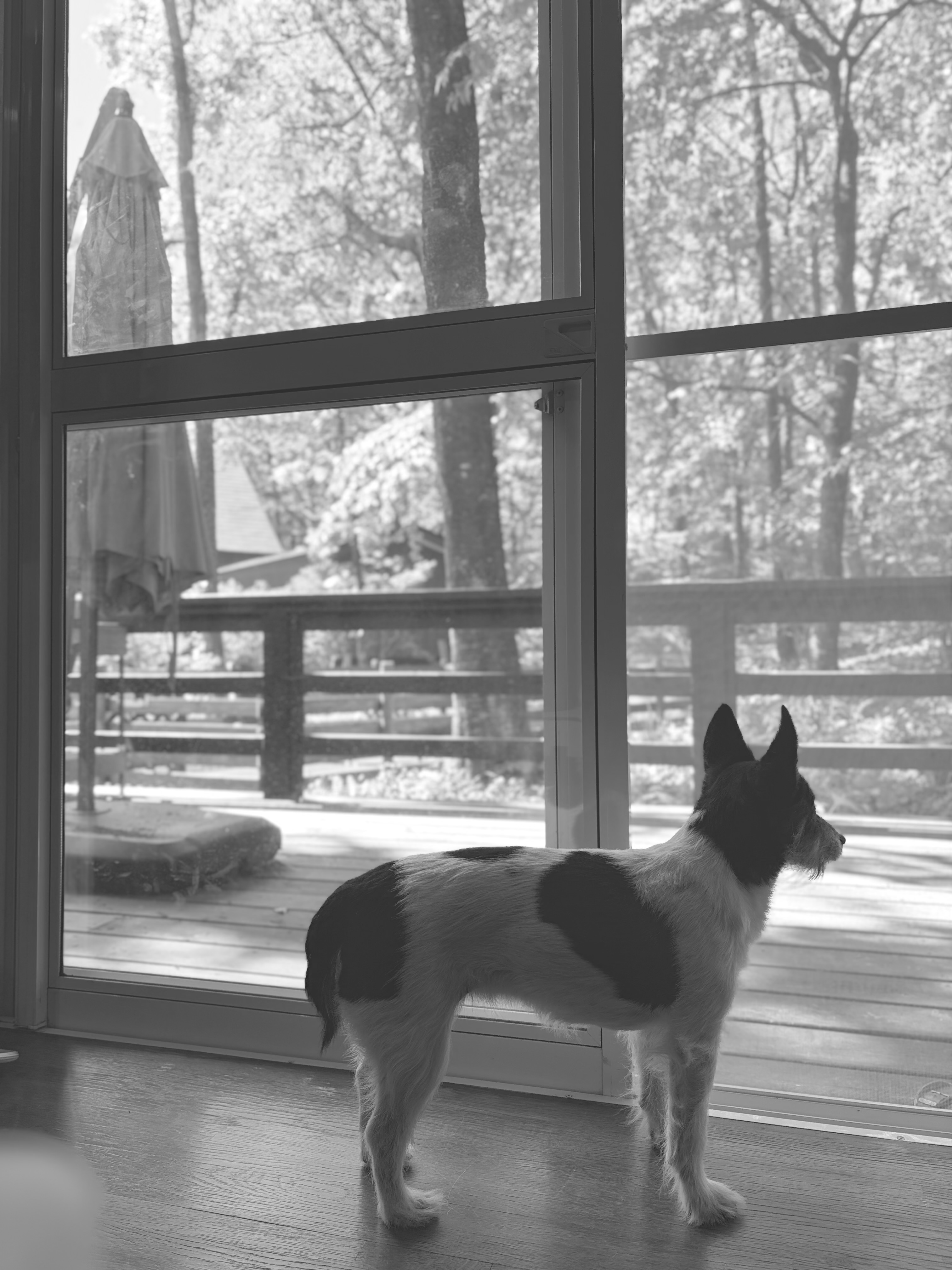 穏やかな表情の犬