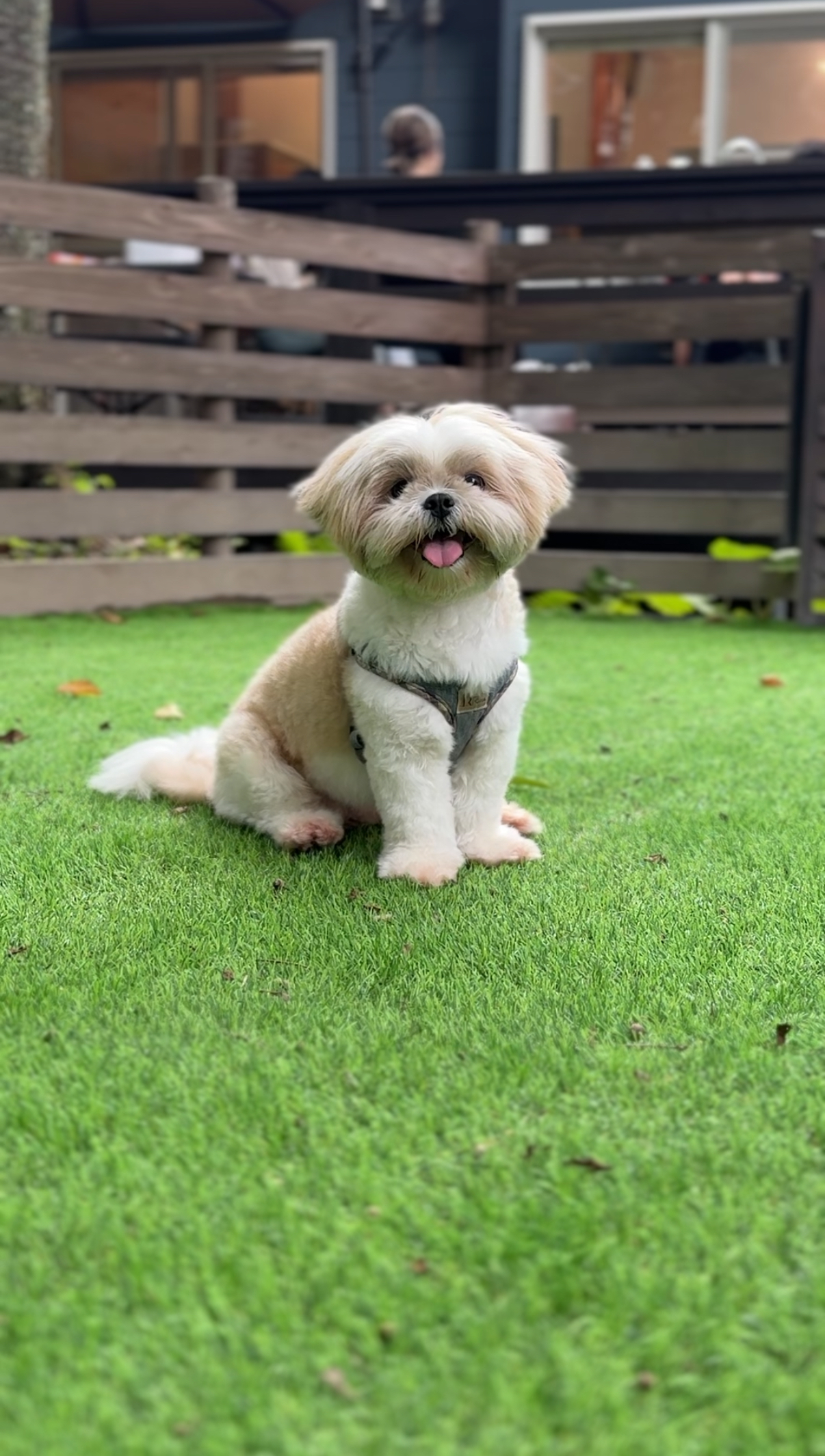 仲良く遊ぶ犬たち